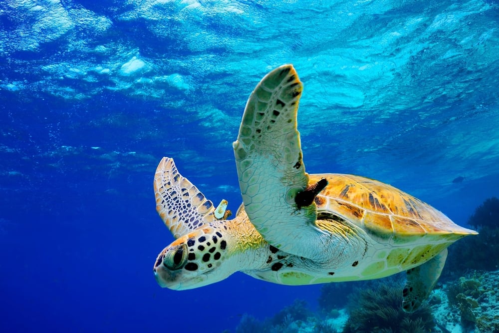 Green Sea Turtle in Hawaii See Wildlife in Hawaii such as Green Sea Turtles