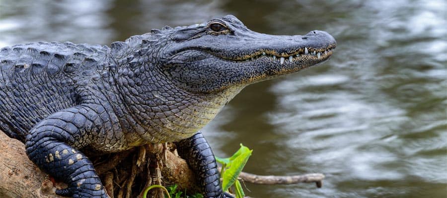 Tour the everglades while cruising to Miami