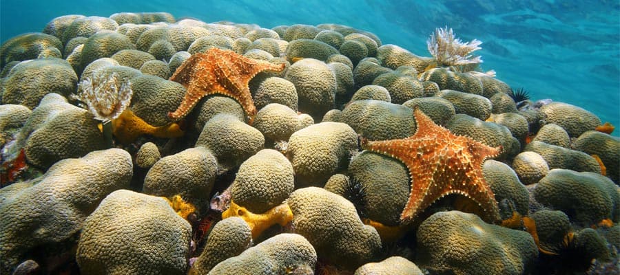 Snorkel when you cruise to Aruba
