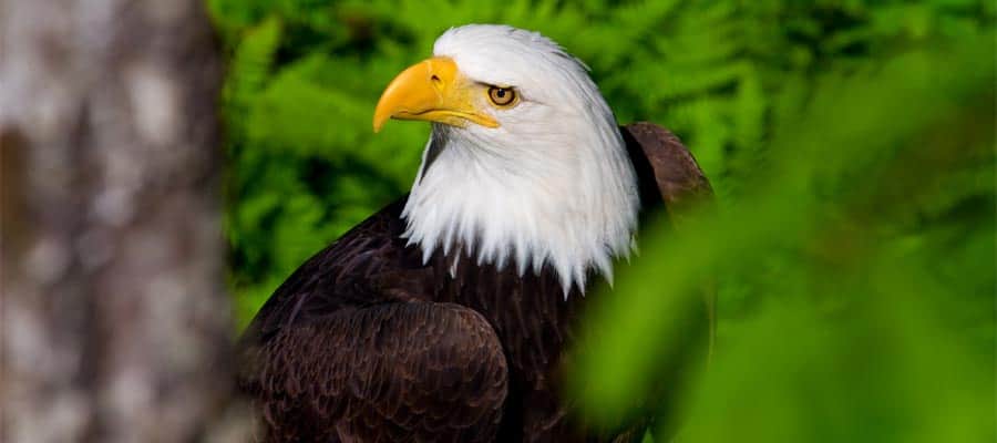 Bird watching on your Alaska Cruise