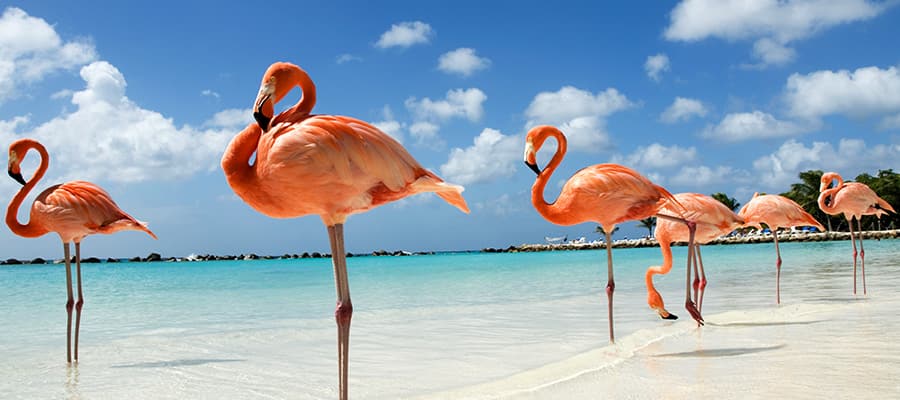 Cruises to Aruba